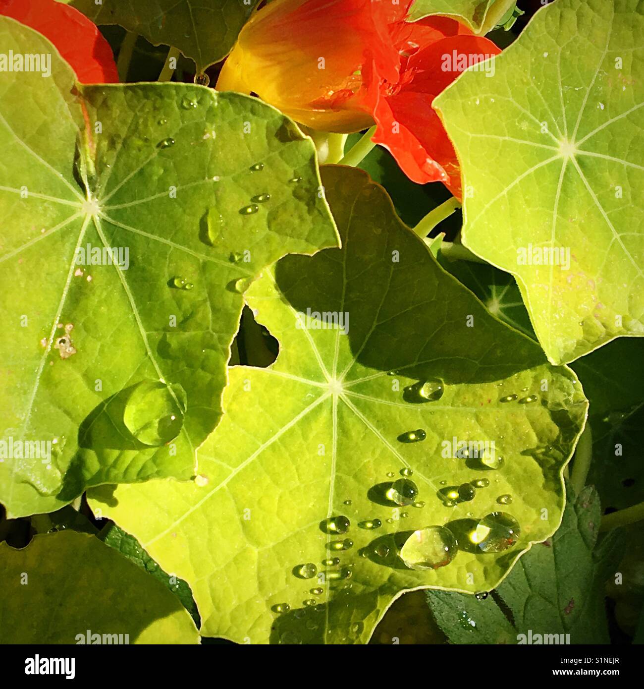 Nasturtiums after rain Stock Photo Alamy