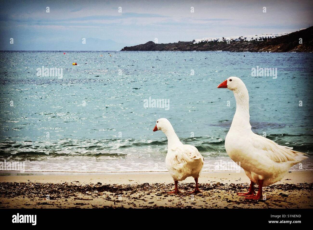 Two geese on the shore - Smartphone Captured Stock Image