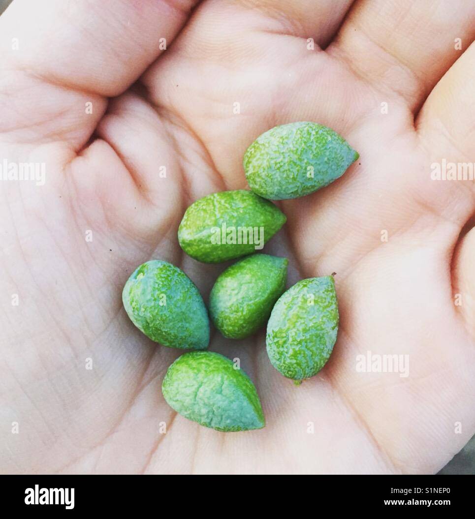 Olives off the tree Stock Photo Alamy