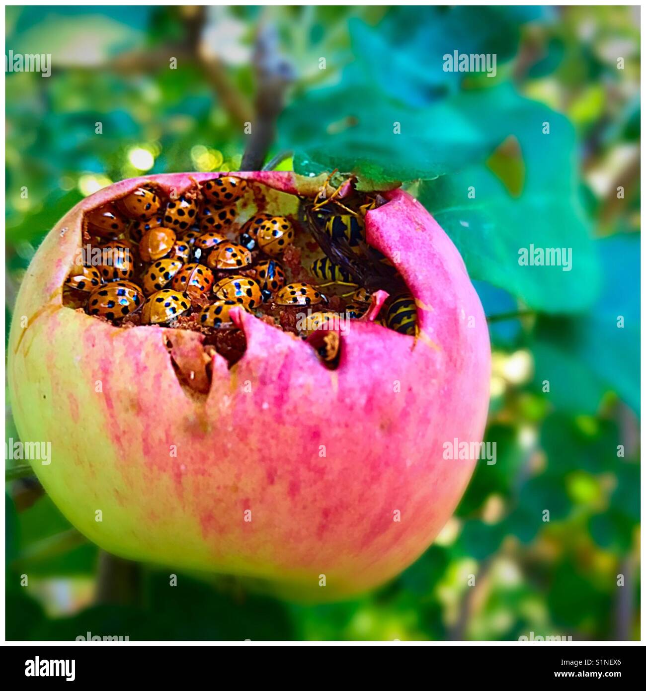 Ladybugs eating an apple Stock Photo Alamy