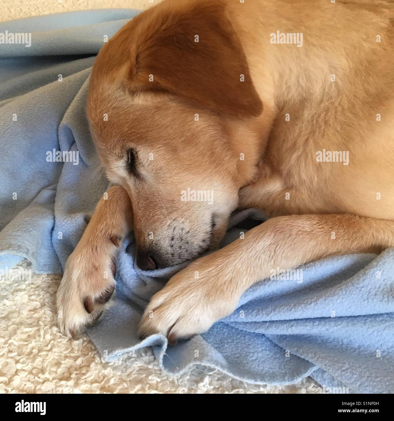 Labrador retriever sleeping Stock Photo