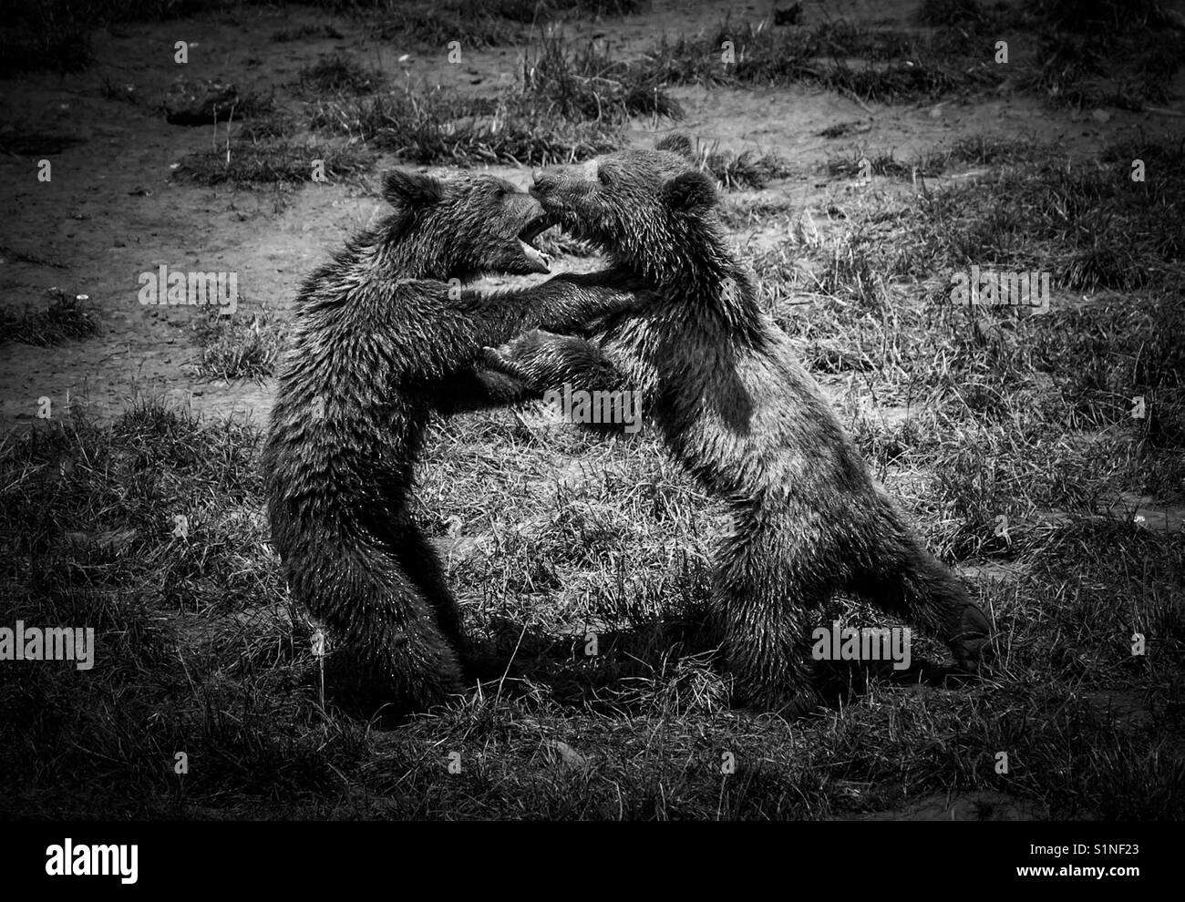 Boxing Bears! Stock Photo