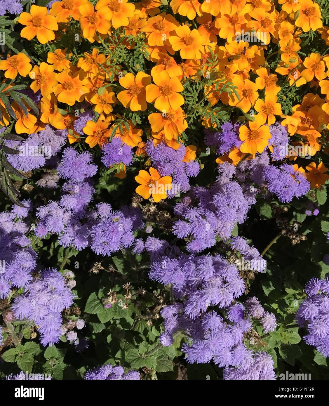 Orange and mauve flowers Stock Photo