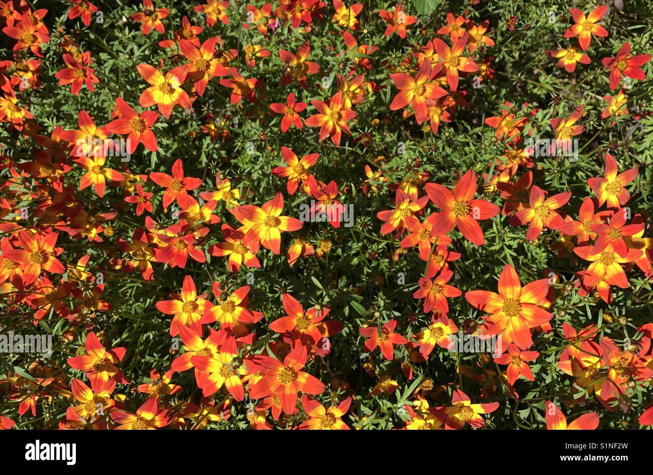 Red and yellow flowers - Smartphone Captured Stock Image