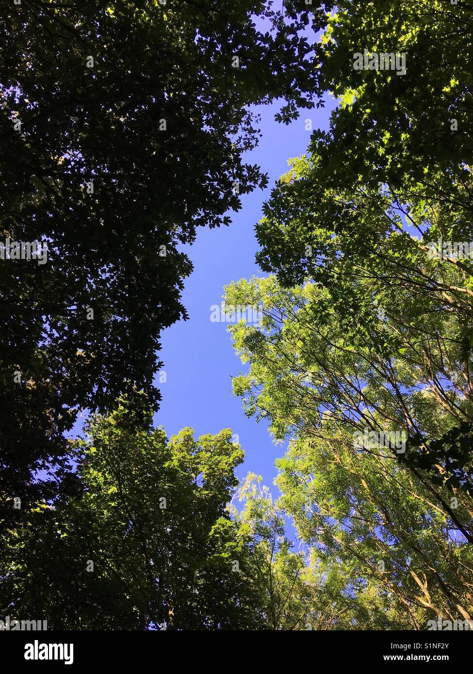 Blue sky gap in woodland canopy - summer trees Stock Photo