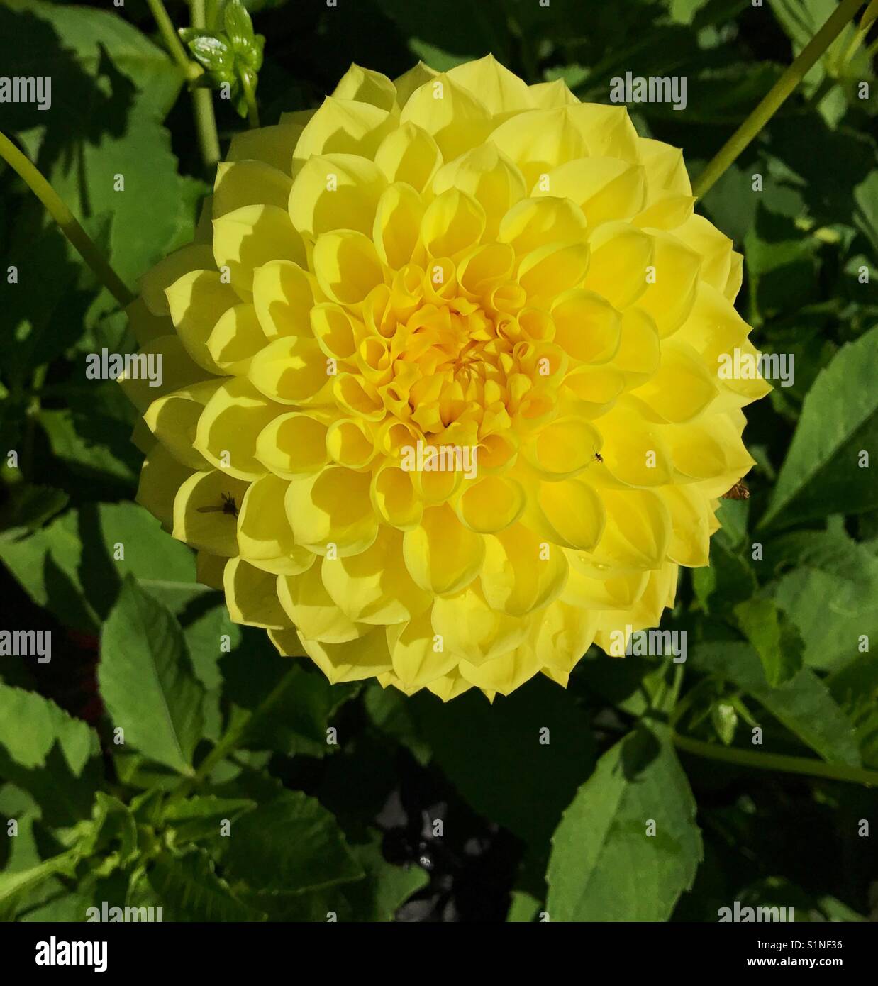 Yellow flower - Dahlia - Smartphone Captured Stock Image