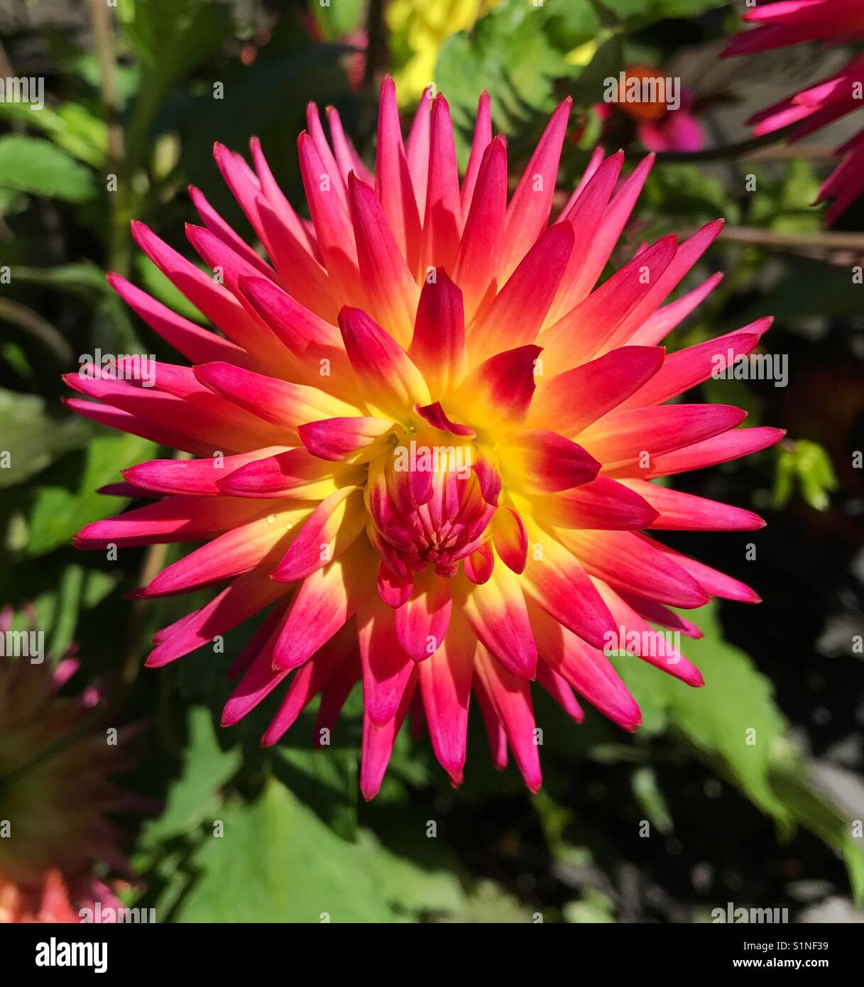 Large yellow, pink and red flower - Smartphone Captured Stock Image