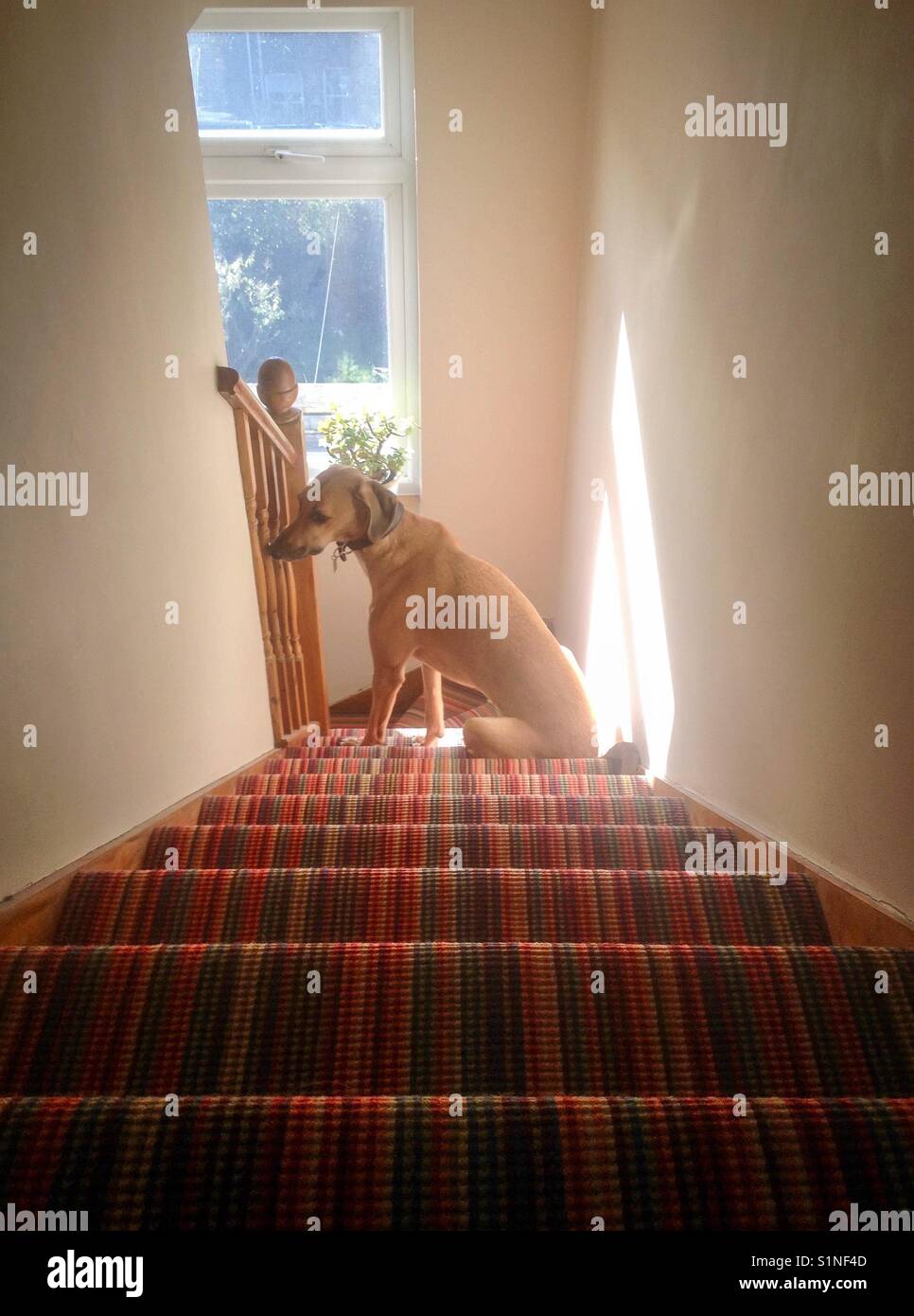 Dog sitting on stairs hires stock photography and images Alamy