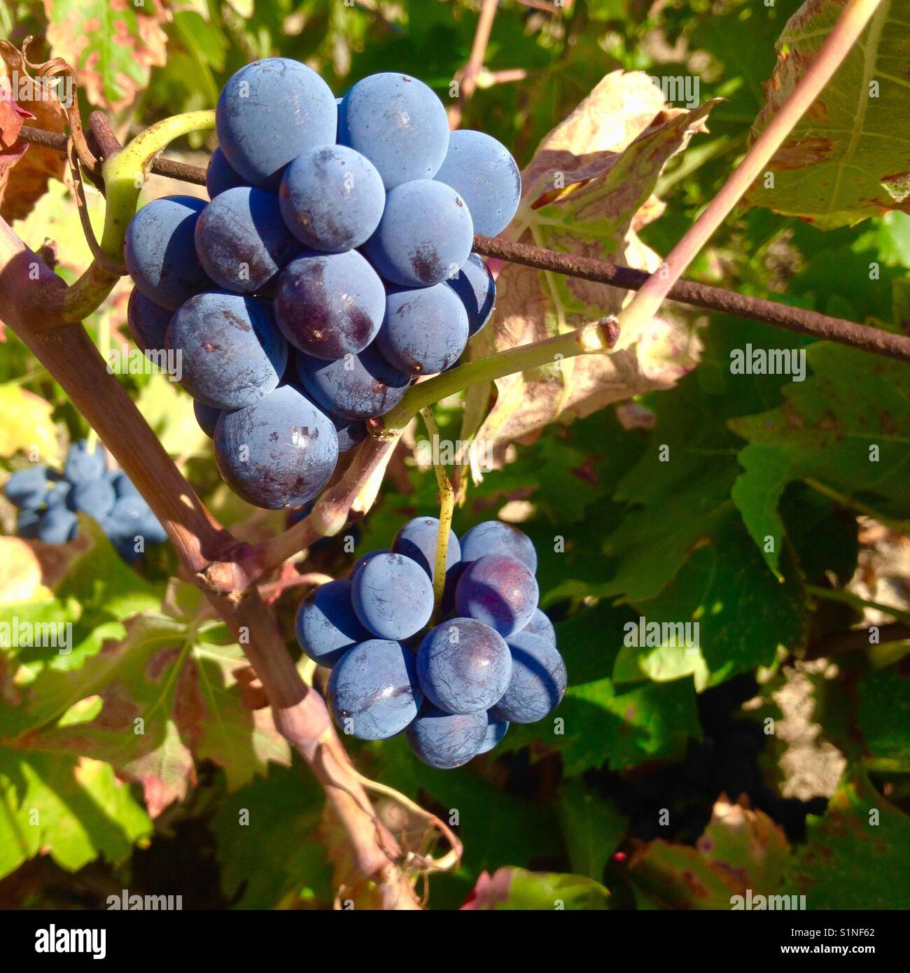 Bunch of grapes - Smartphone Captured Stock Image