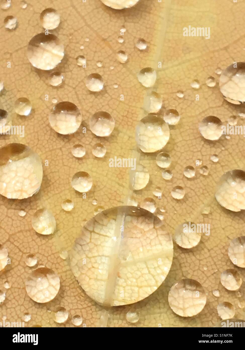 Up close of water droplets on leaf Stock Photo - Alamy