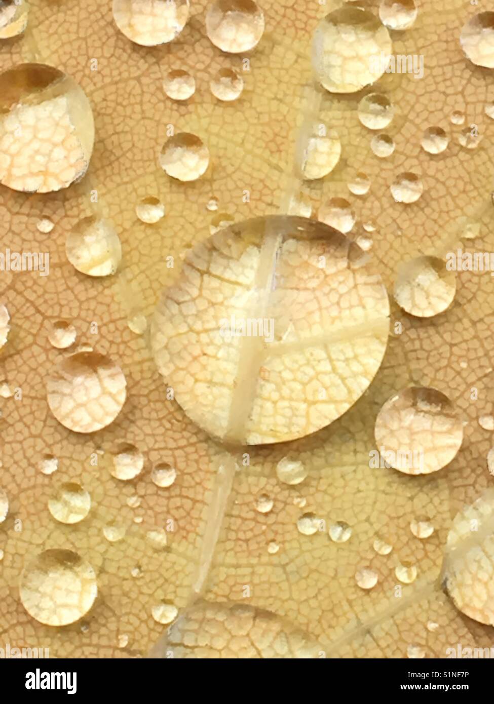 Up close of water droplets on leaf Stock Photo
