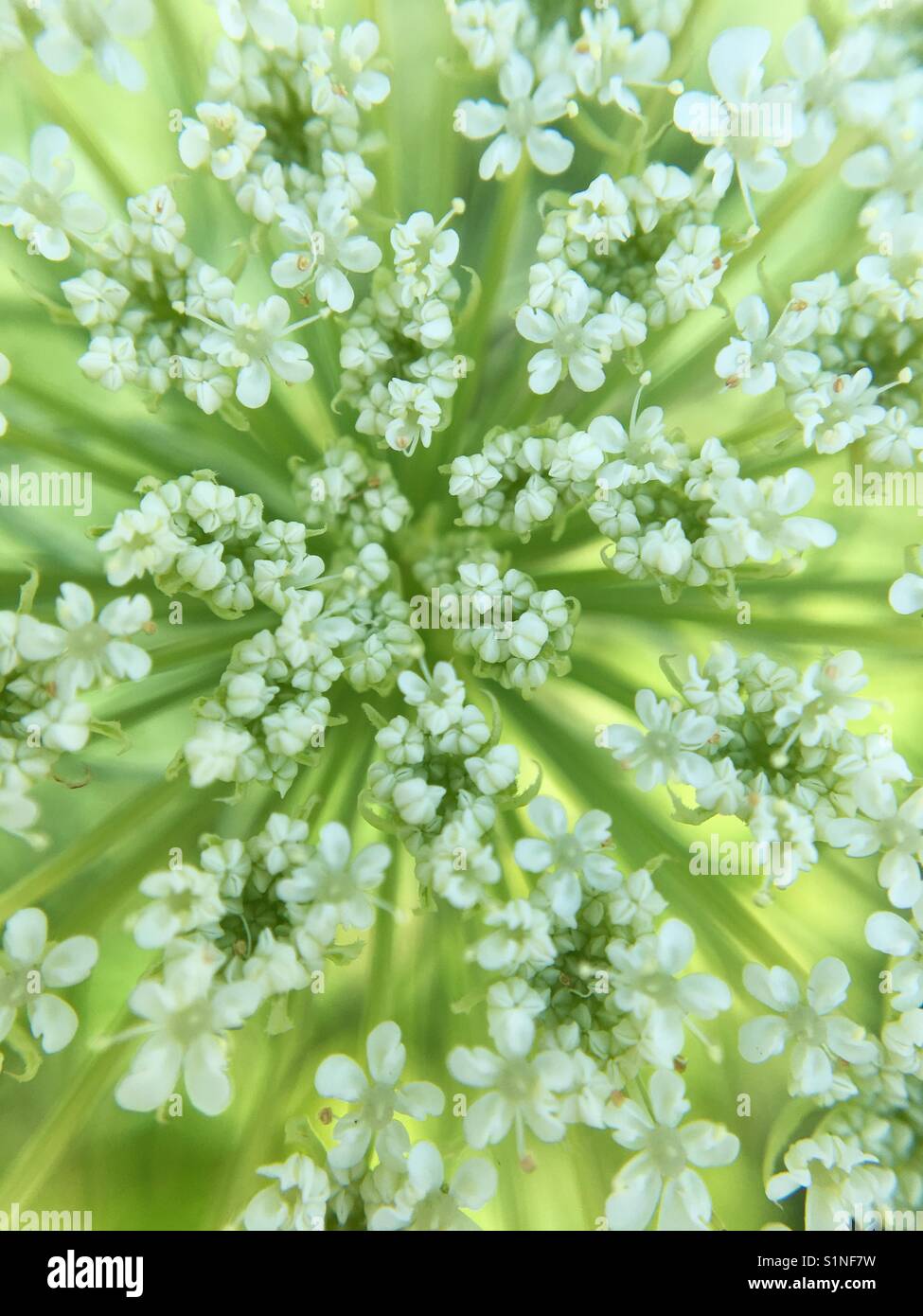 Up close of Queen Anne's Lace - Smartphone Captured Stock Image