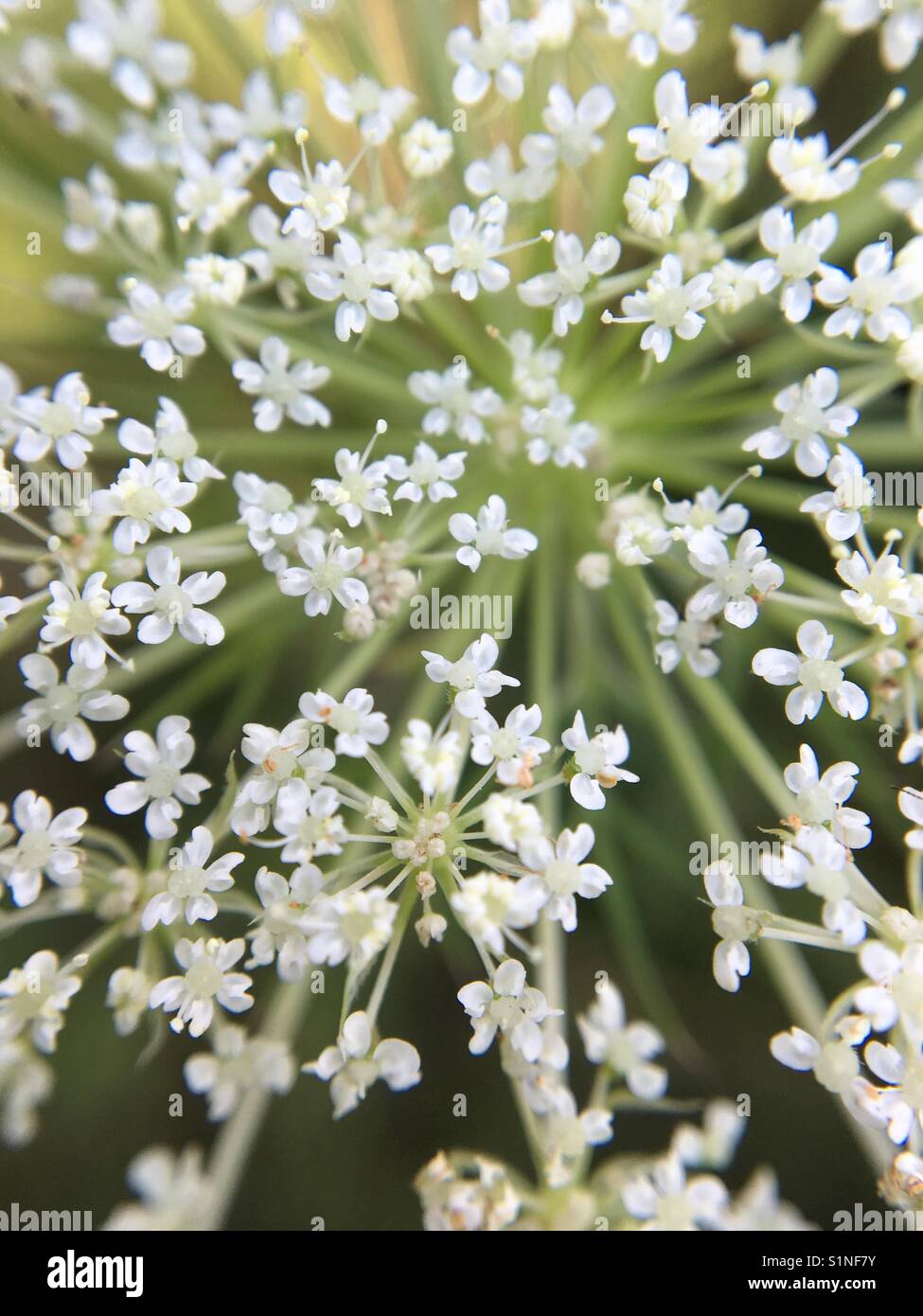 Up close of Queen Anne's Lace - Smartphone Captured Stock Image