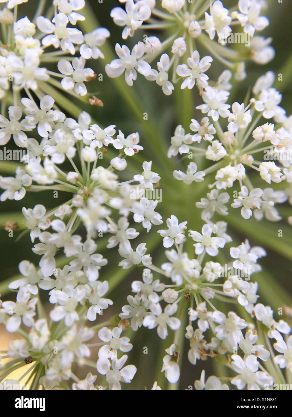 Up close of Queen Anne's Lace - Smartphone Captured Stock Image