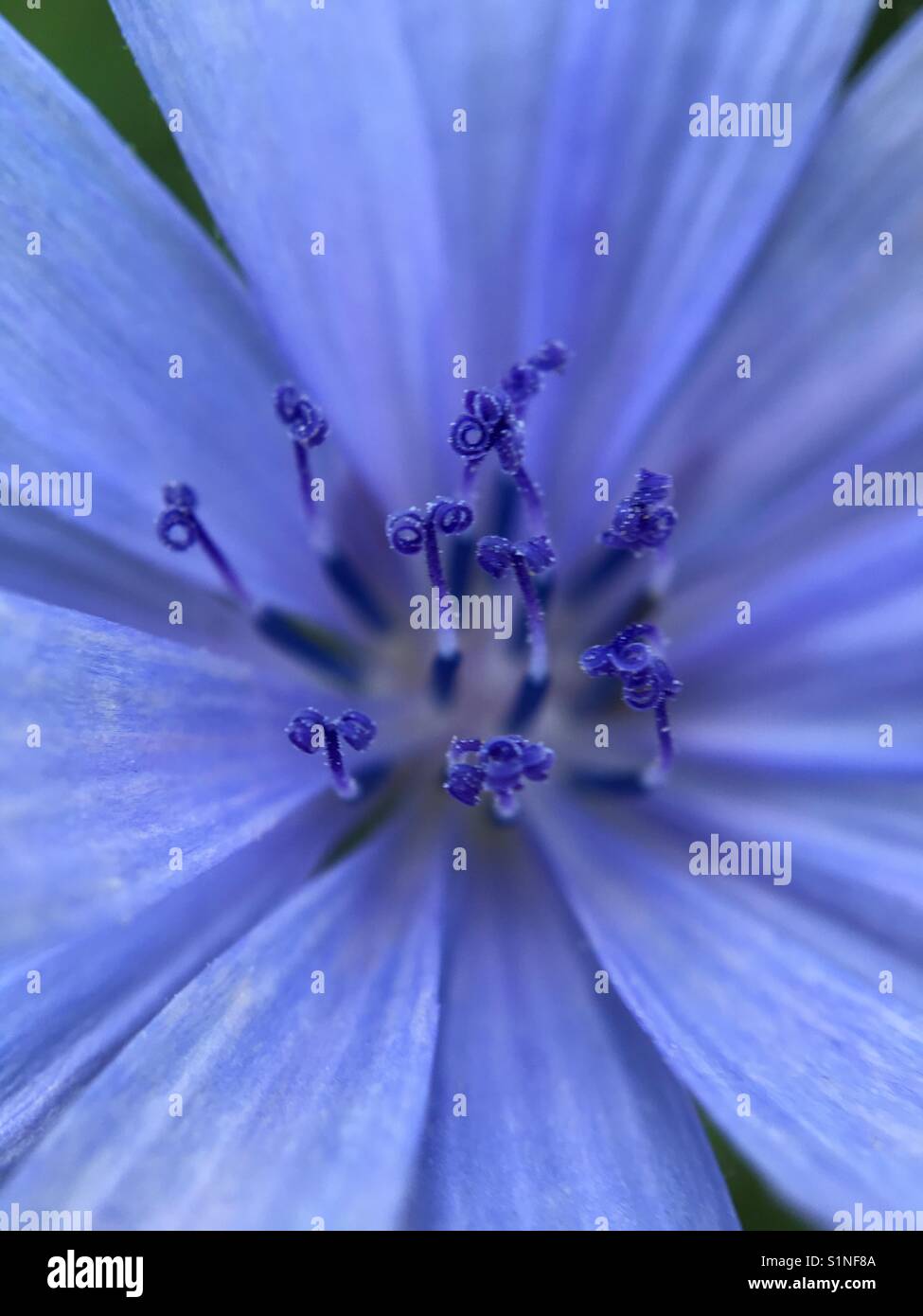 Up close of Aster Stock Photo - Alamy