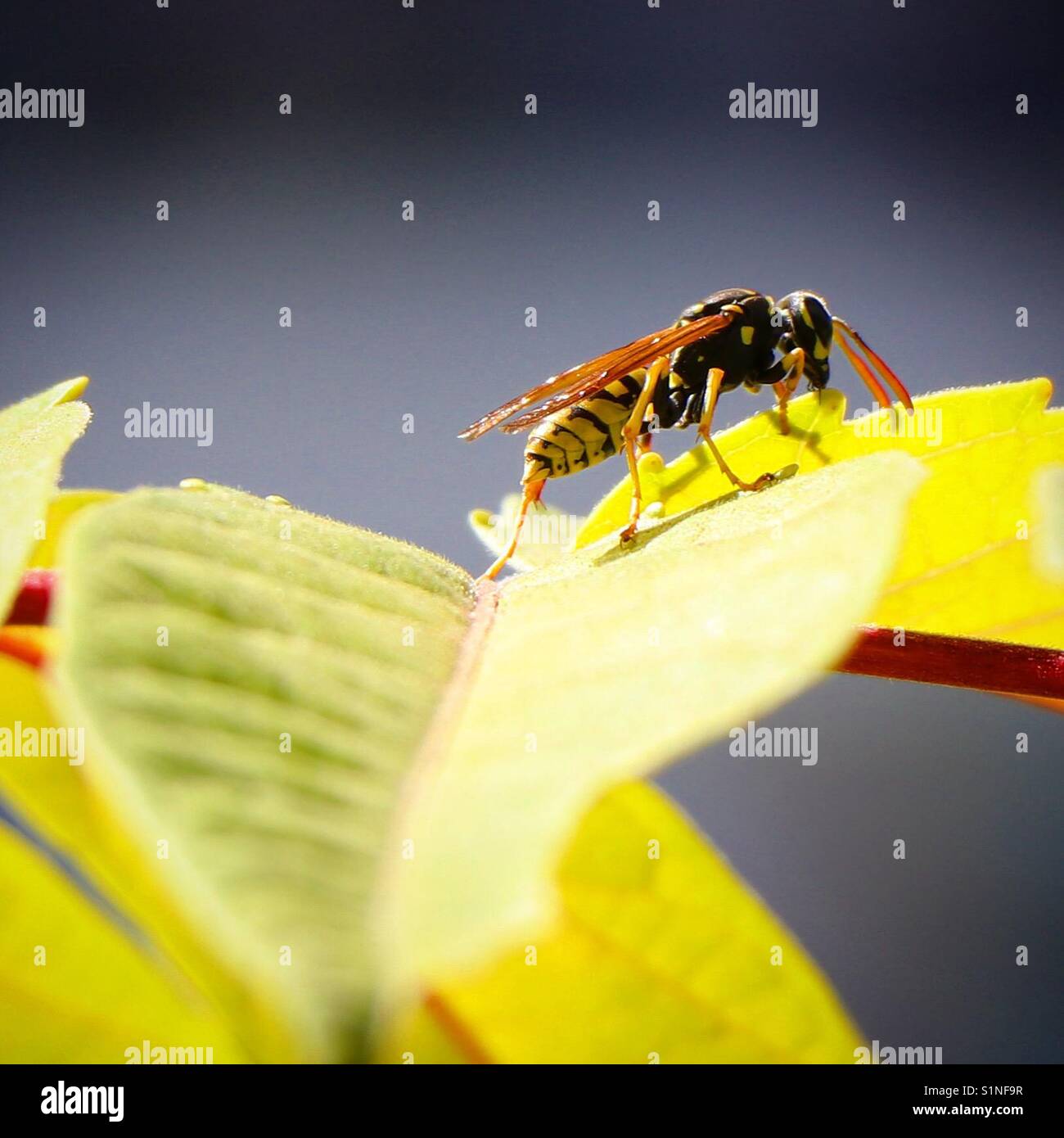Vespula vulgaris - Smartphone Captured Stock Image