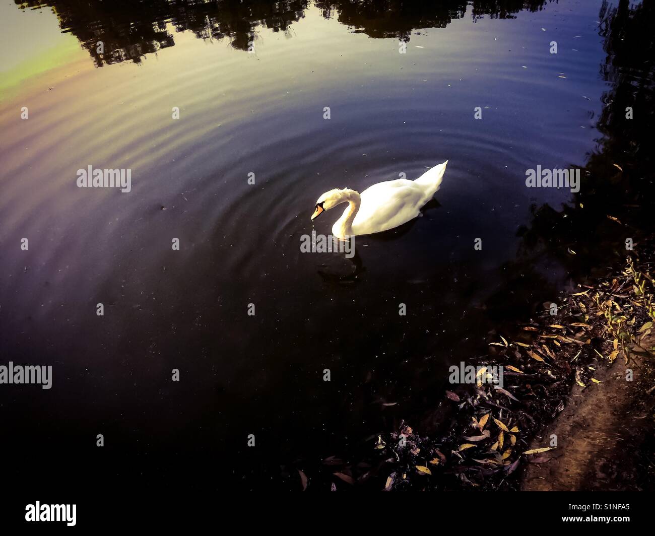 Lone white swan at dusk - Smartphone Captured Stock Image
