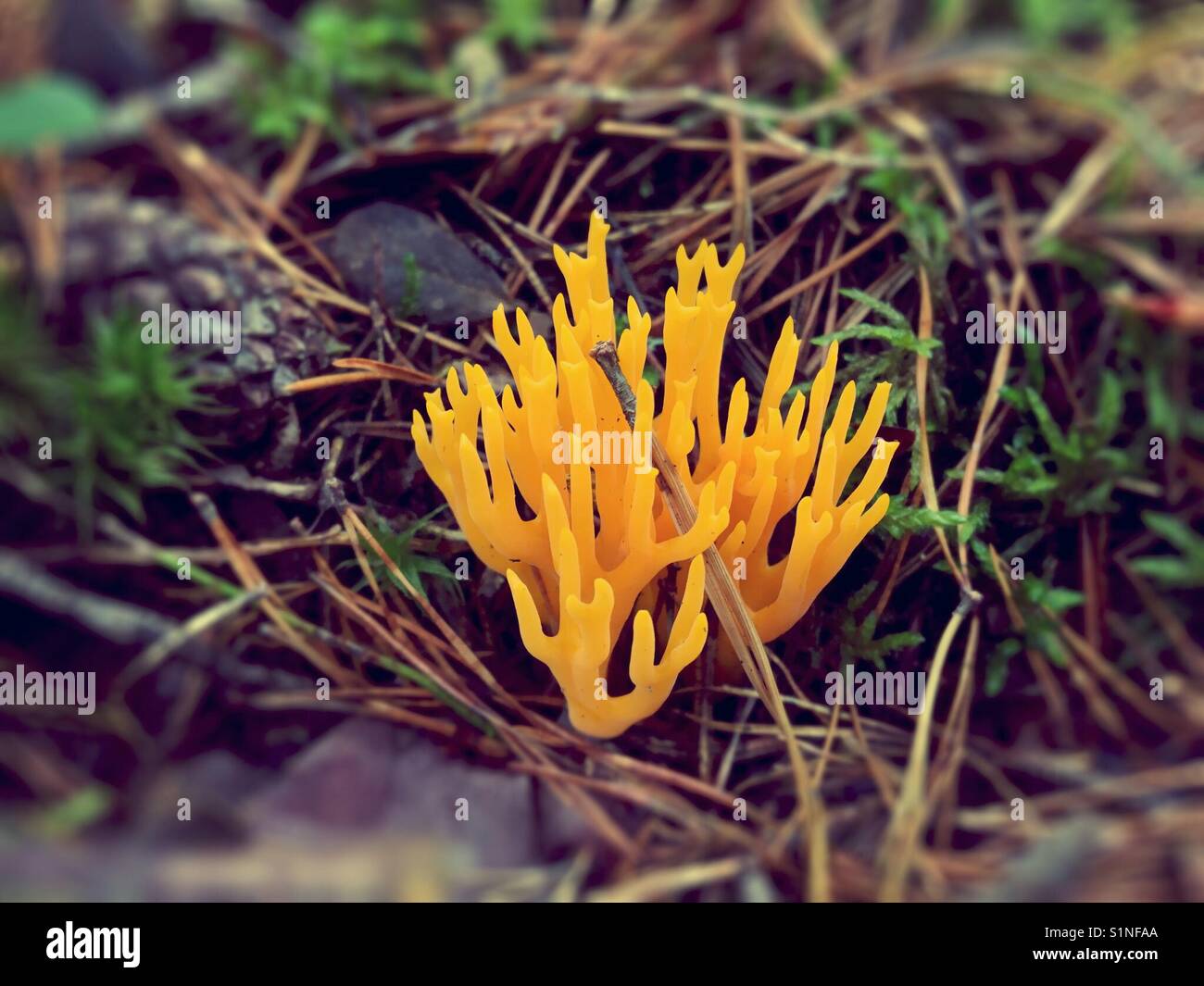 Yellow Clavarioid coral fungus in Swedish forest - Smartphone Captured Stock Image
