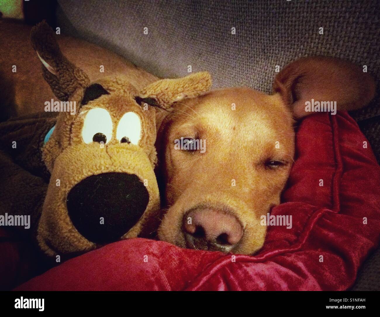 A yellow labrador retriever puppy cuddling up to a Scooby Doo toy whilst feeling tired and sleepy on a cushion Stock Photo