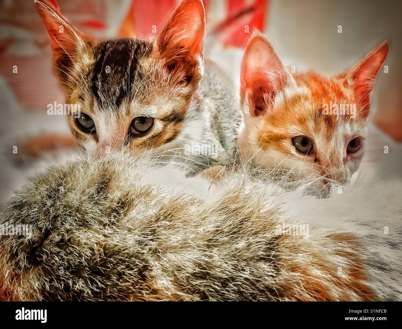 Kittens hidding behind their mother Stock Photo