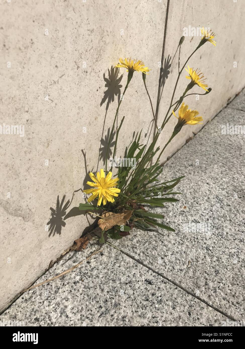 Flower and shadow Stock Photo Alamy