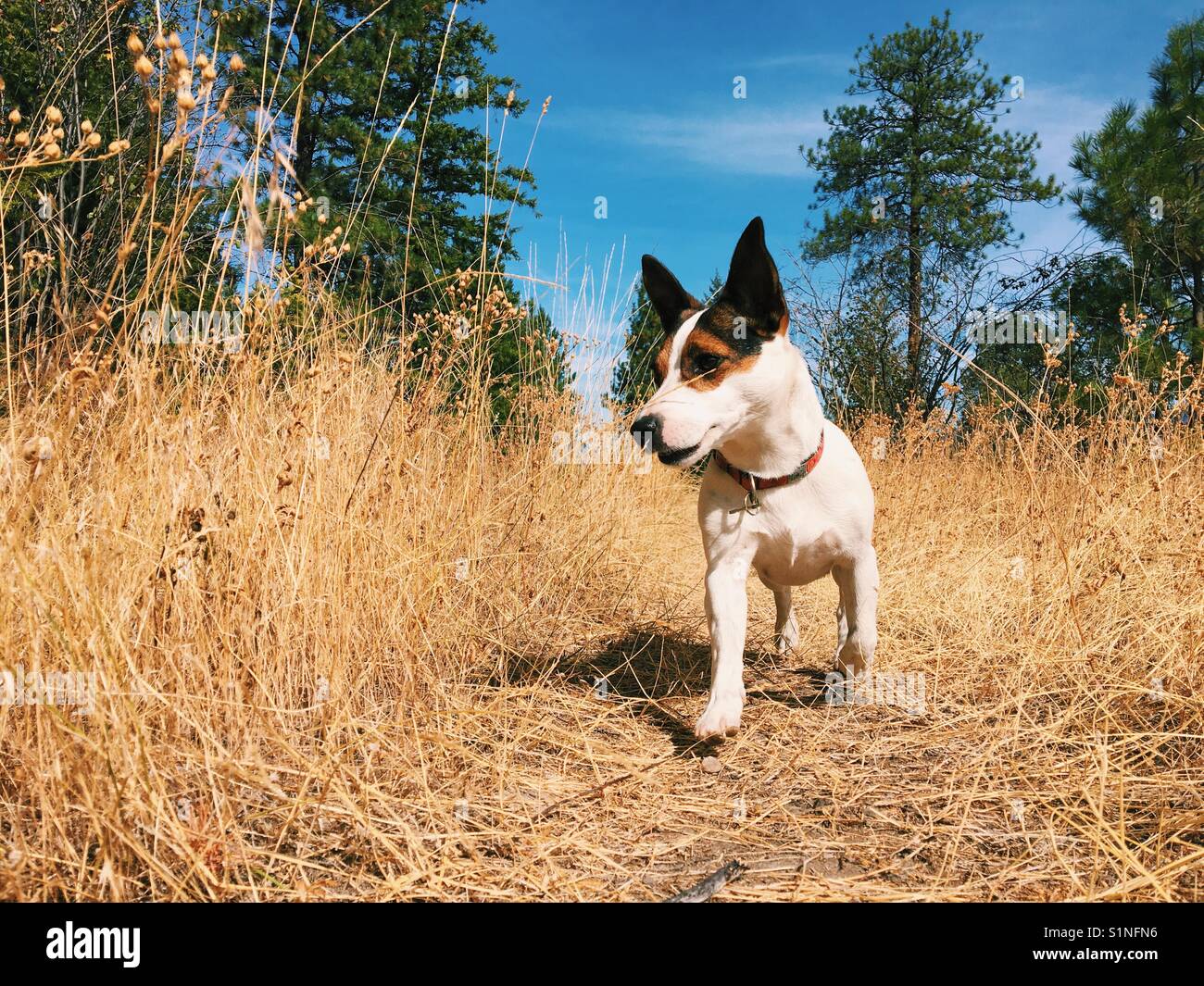 Jack Russell Terrier dog walking on a trail on a late summer day. Stock Photo