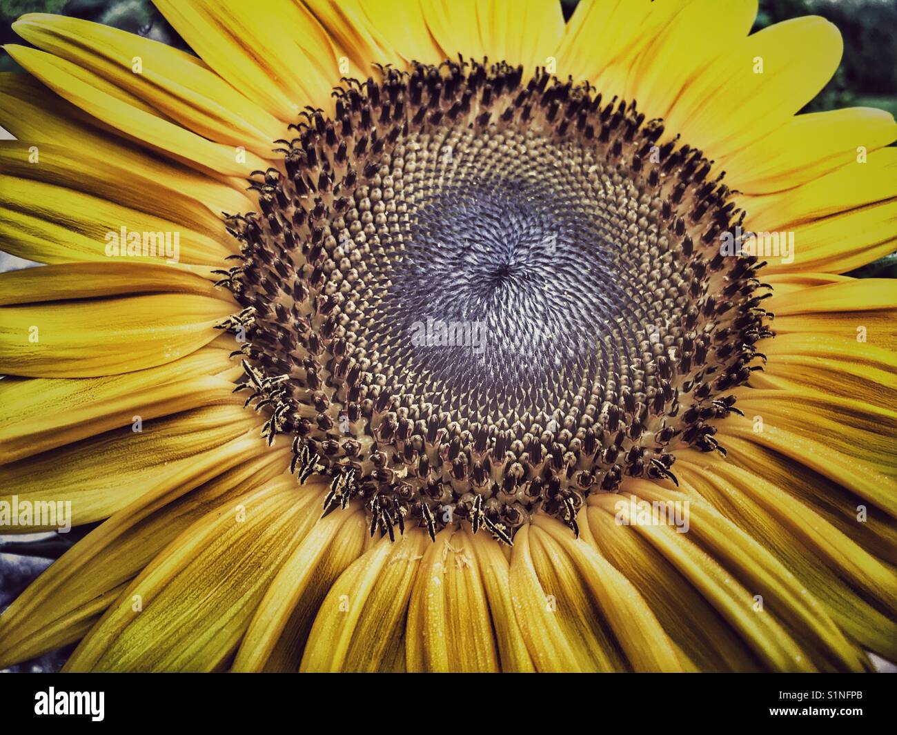 Sunflower, Russian Giant. Helianthus annuus. Showing the Fibonacci spiral sequence in the centre - Smartphone Captured Stock Image