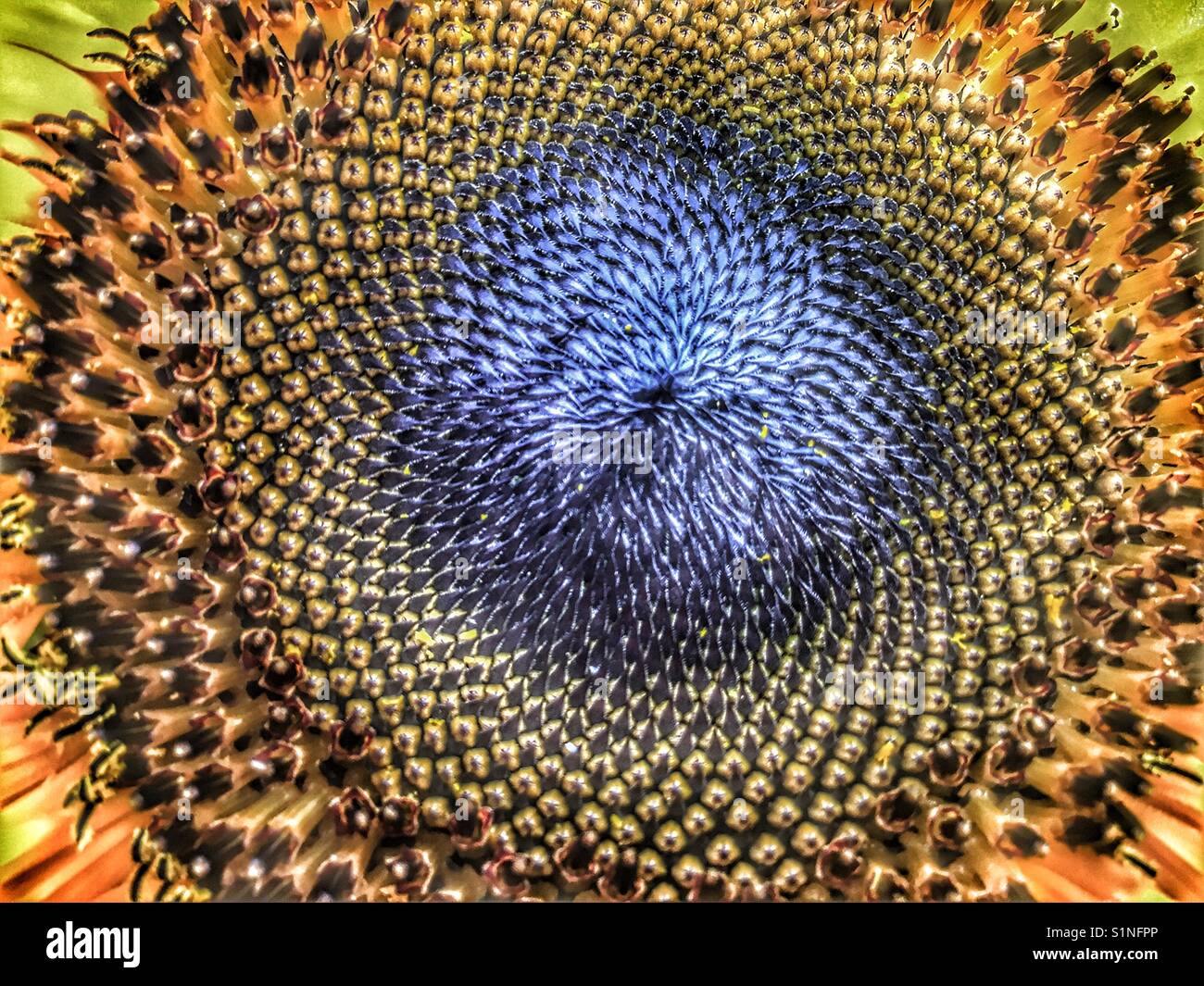 Sunflower, Russian Giant. Helianthus annuus. Showing the Fibonacci spiral sequence in the centre Stock Photo