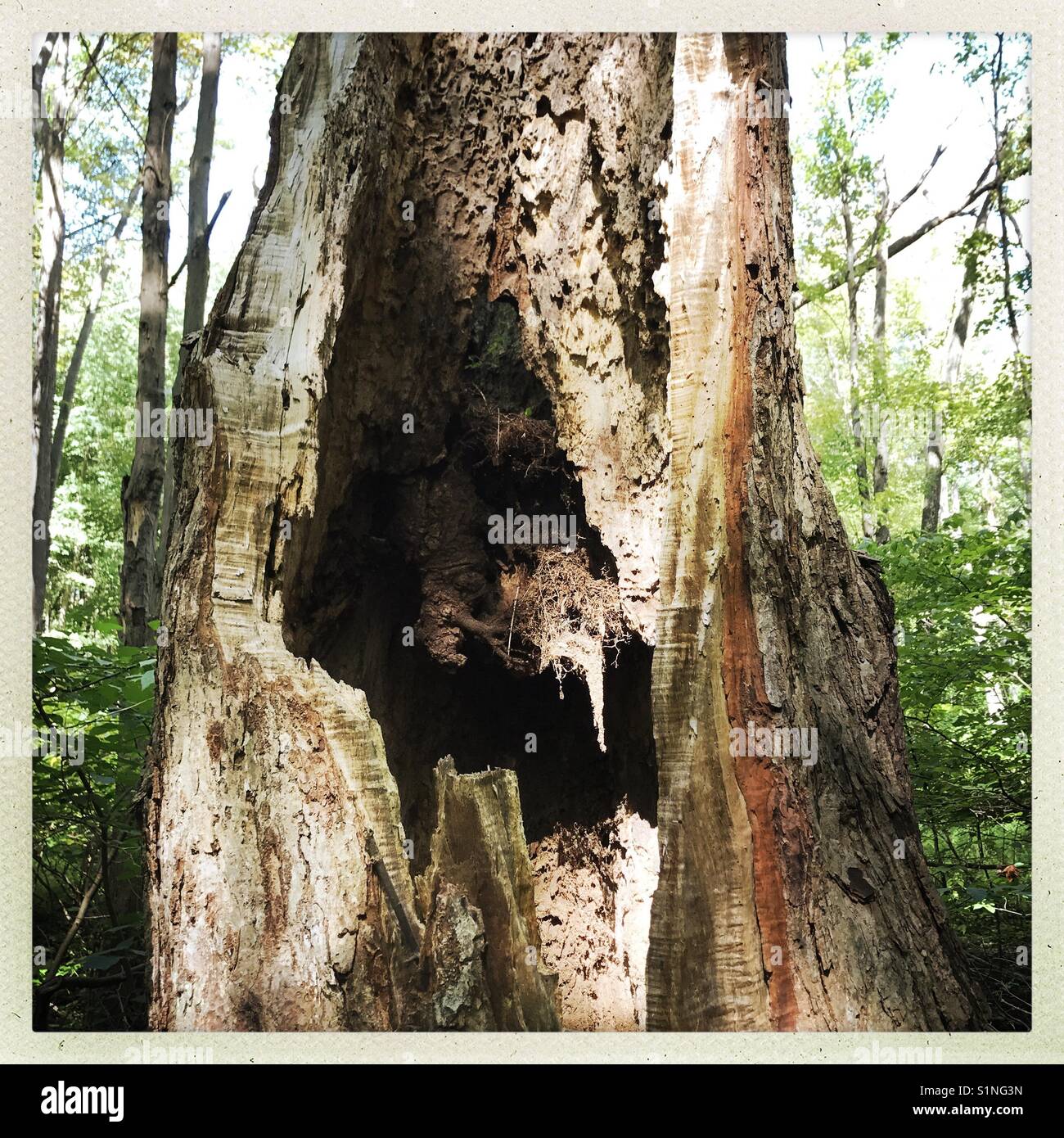 Creepy tree - Smartphone Captured Stock Image