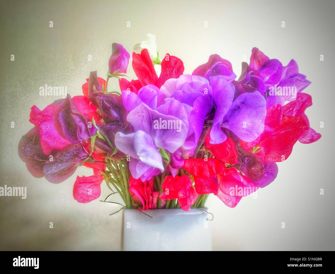 Sweet peas in vase - Smartphone Captured Stock Image