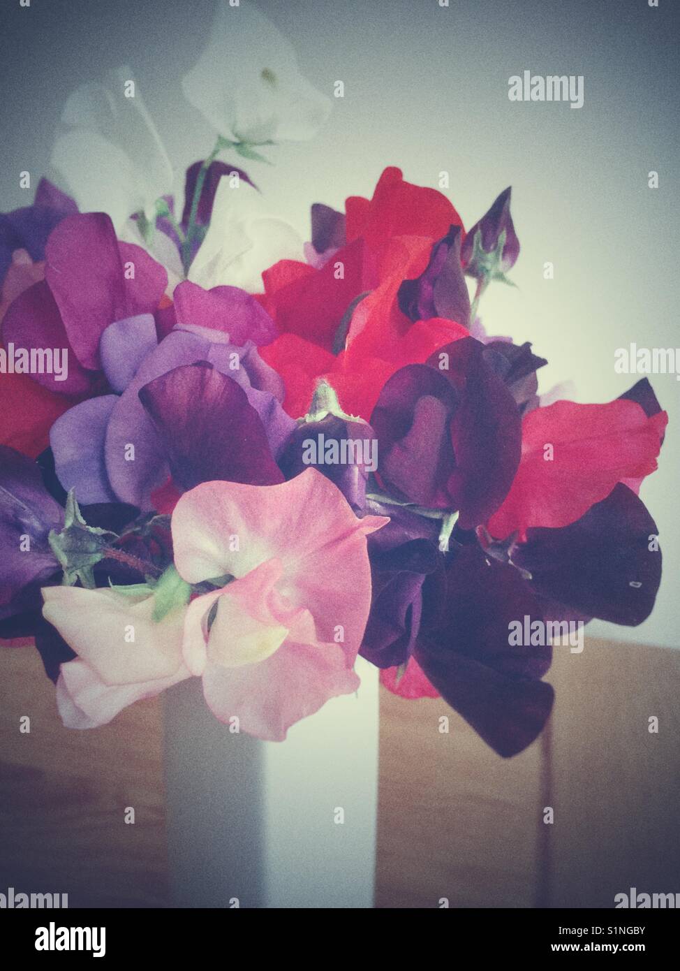 Sweet peas in vase - Smartphone Captured Stock Image
