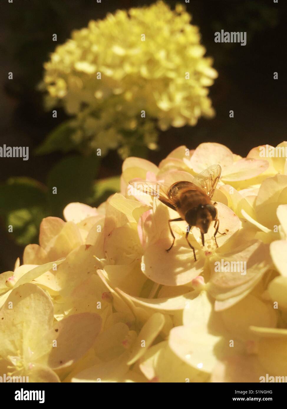 Bee on a Limelight Hydrangea Paniculata Stock Photo Alamy