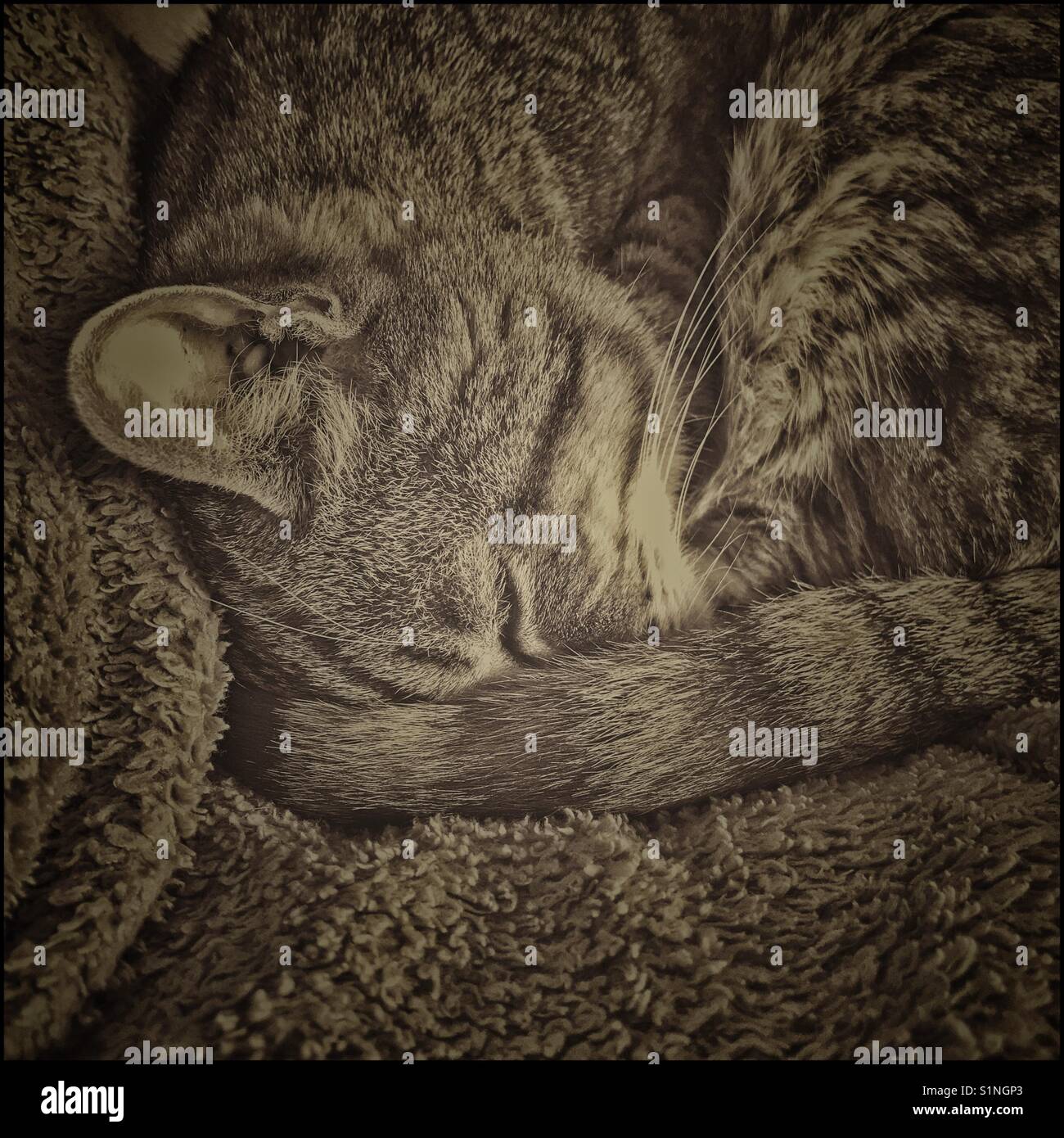 Cat sleeping with tail covering face Stock Photo Alamy