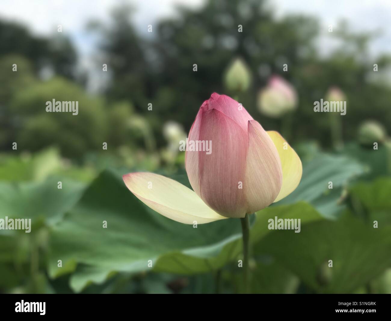 Lotus flower leaves hires stock photography and images Alamy