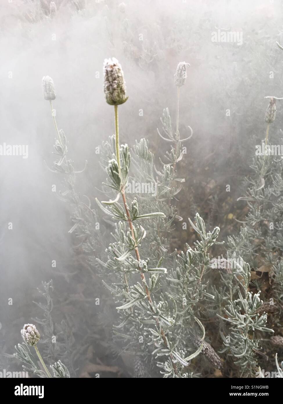 Frozen Lavendel in fog Stock Photo