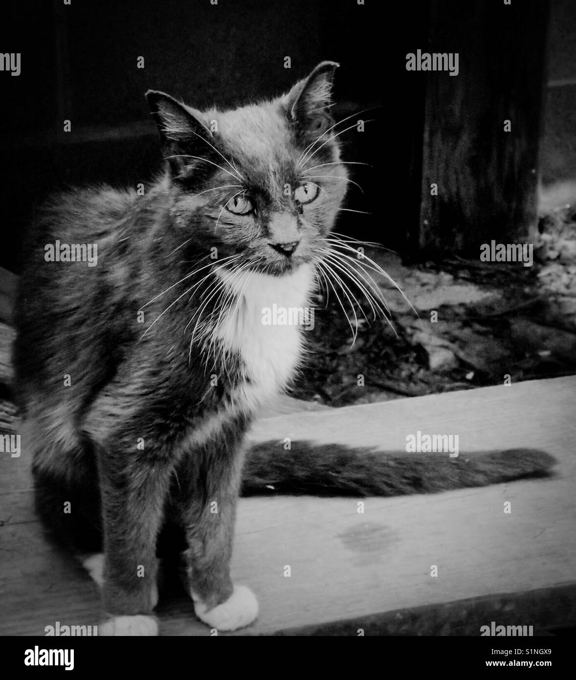 Silver, in memory- beloved aging cat takes some sun outside - Smartphone Captured Stock Image
