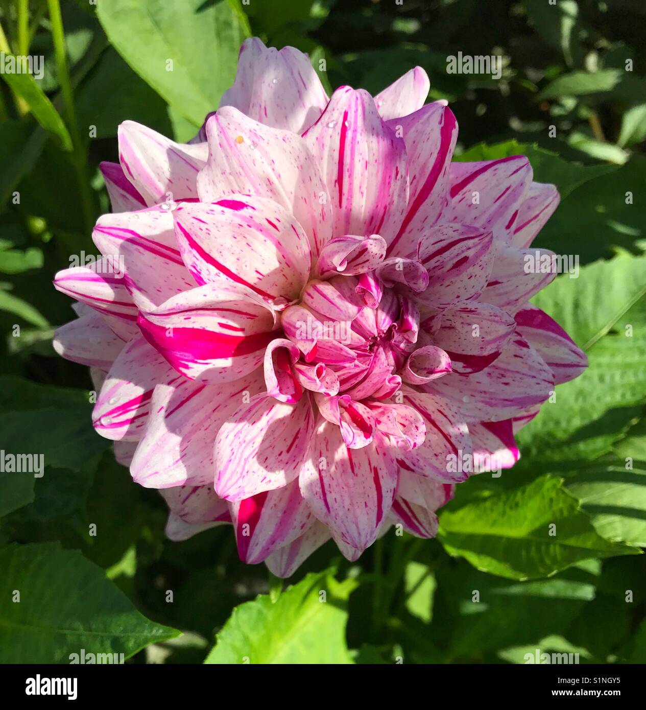 Large pink and white flower - Smartphone Captured Stock Image