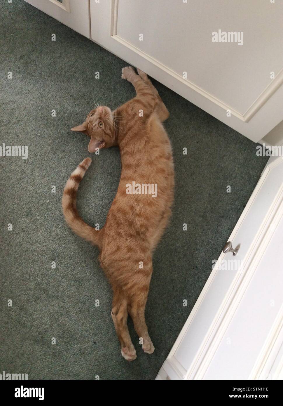 Heads and tails Stock Photo Alamy