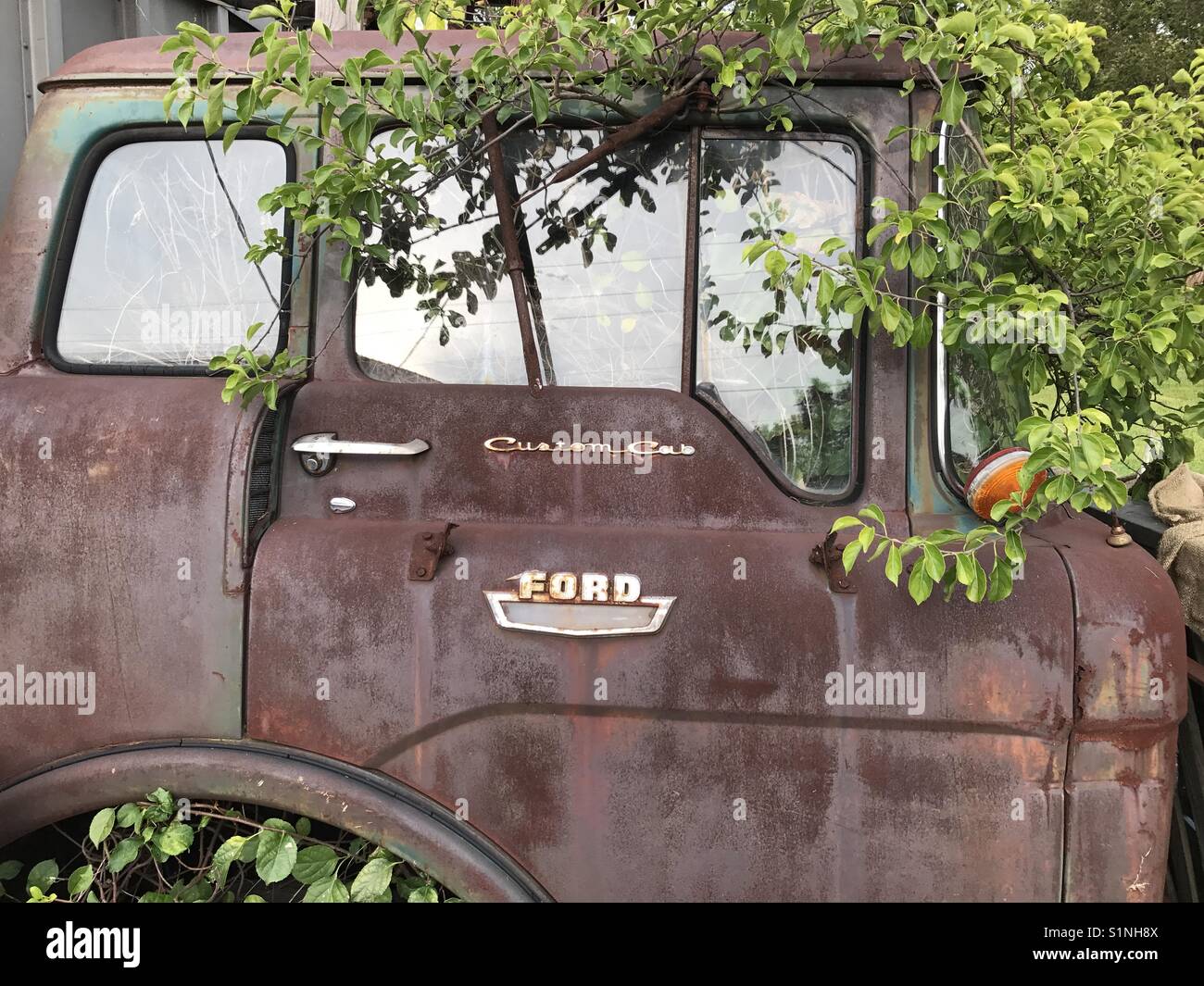 Tree growing in the Ford Stock Photo Alamy