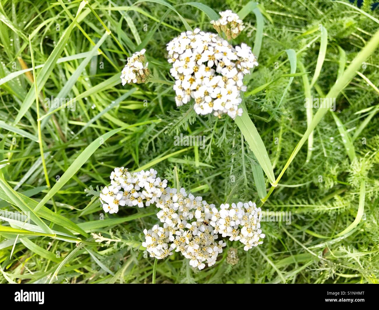 Nature and flowers in the city park under summer Stock Photo - Alamy