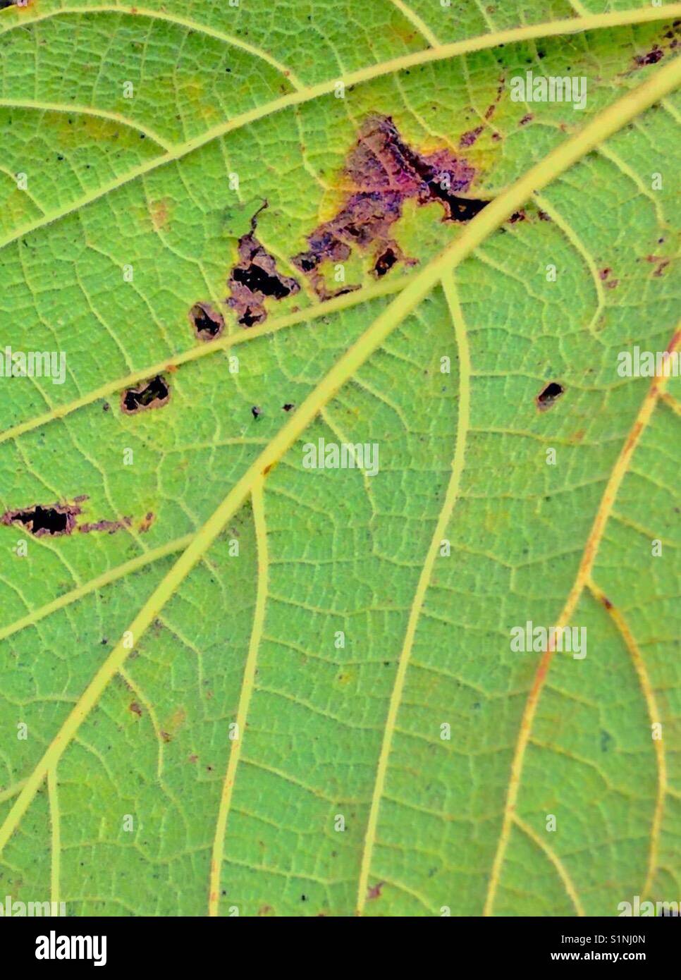 Veining on fallen green leaf - Smartphone Captured Stock Image