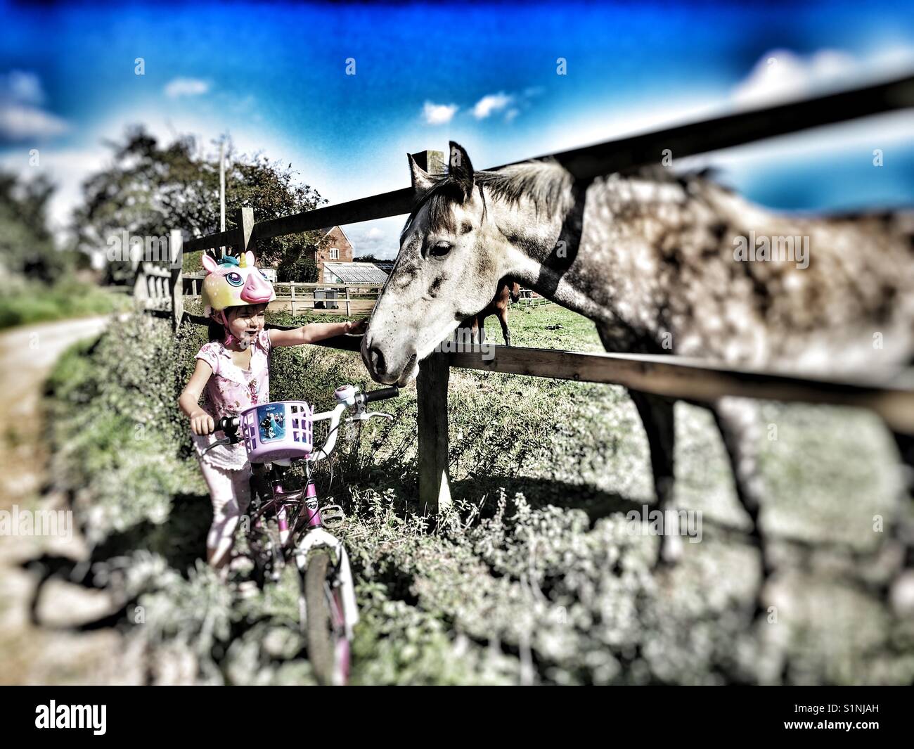 Horse petting - Smartphone Captured Stock Image