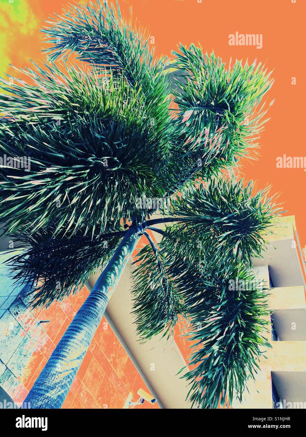 Urban Palm - Smartphone Captured Stock Image