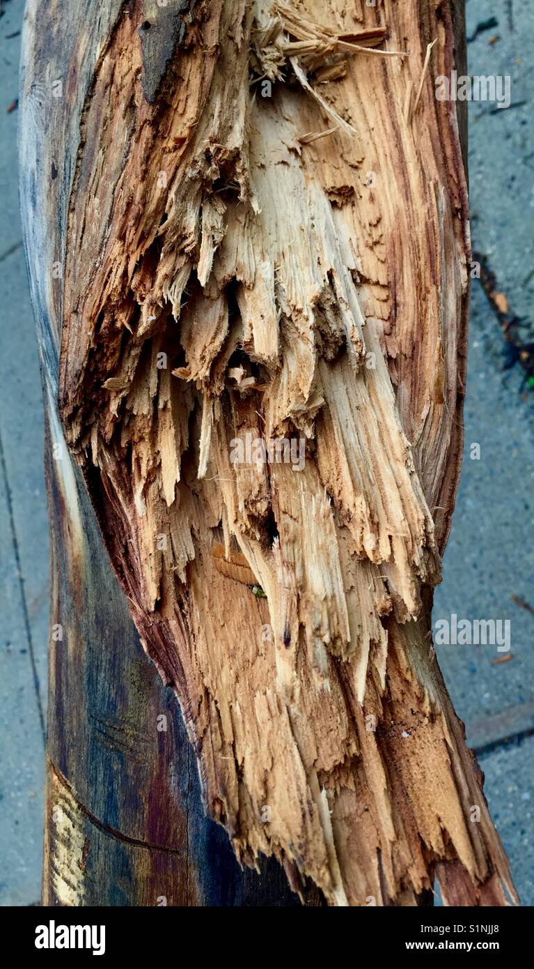 Storm fractured tree trunk Stock Photo