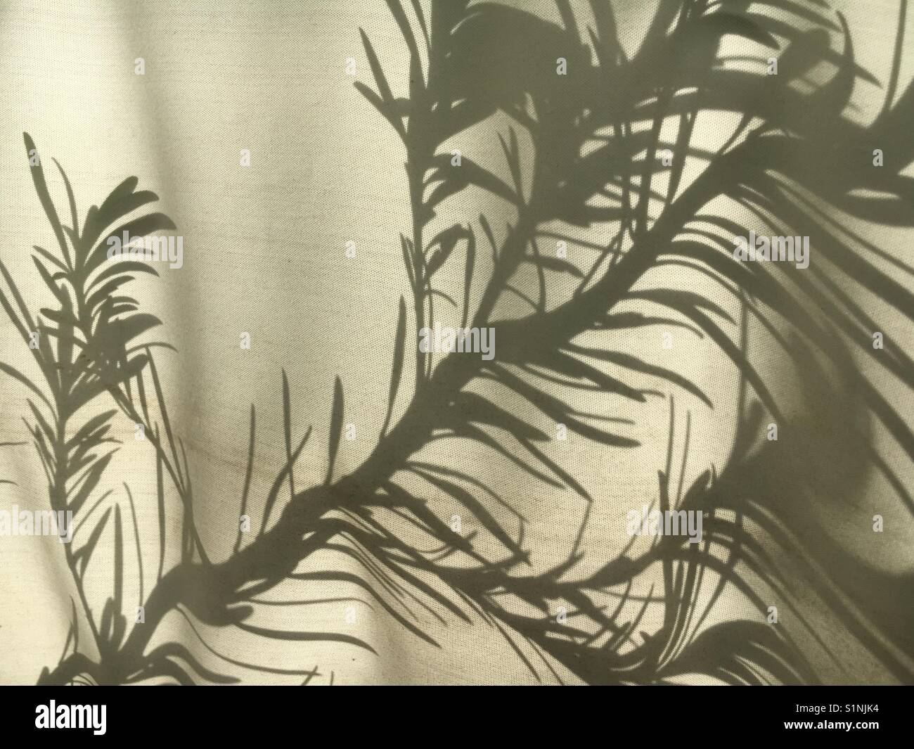 Shadow leaves - Smartphone Captured Stock Image