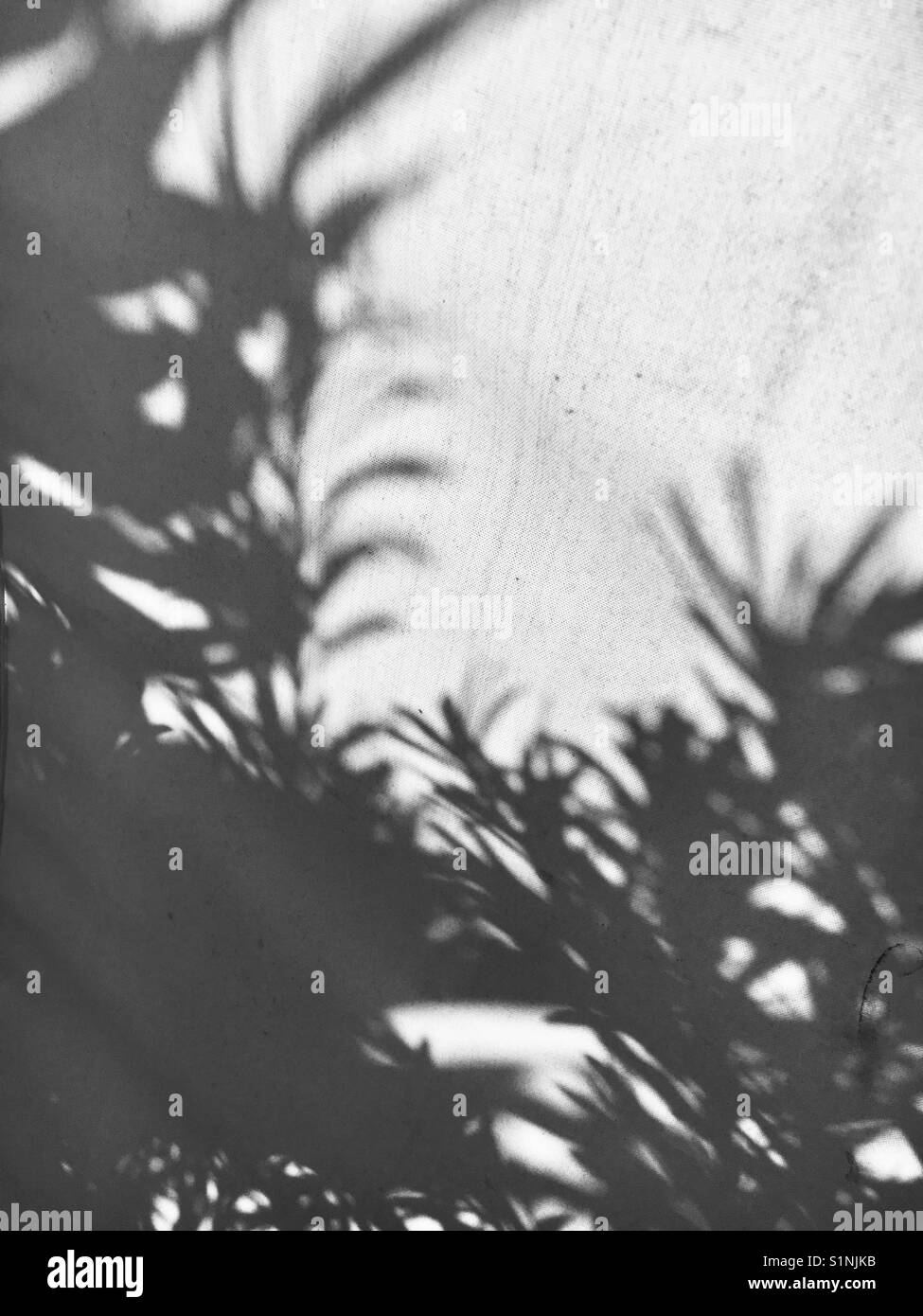 Shadow leaves - Smartphone Captured Stock Image