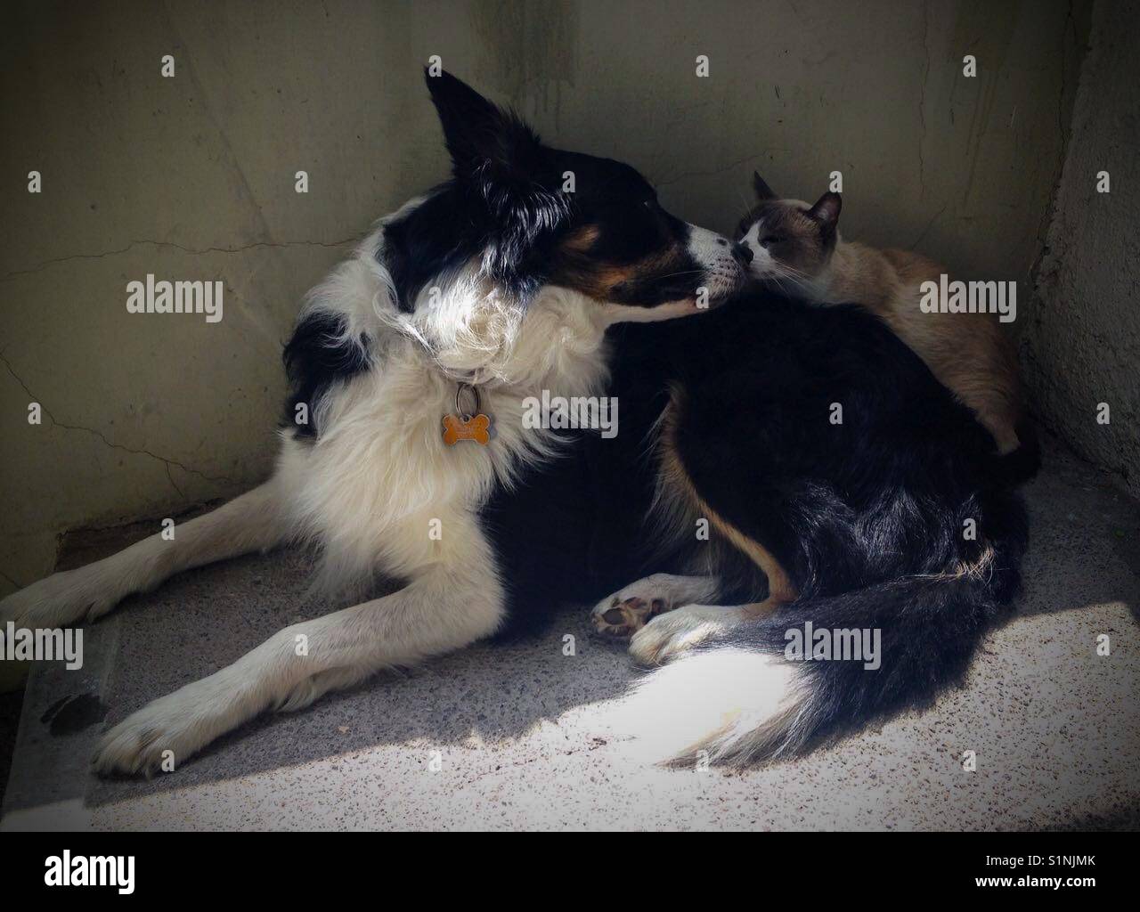 Dog and cat love Stock Photo Alamy