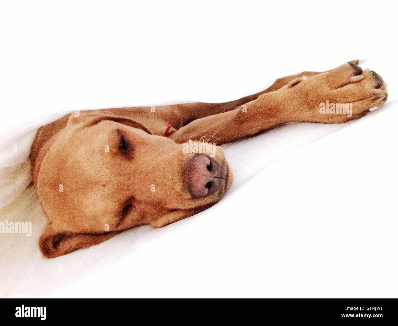 A lazy tired and sleepy puppy dog stretched out and laying down between crisp clean white sheets - Smartphone Captured Stock Image