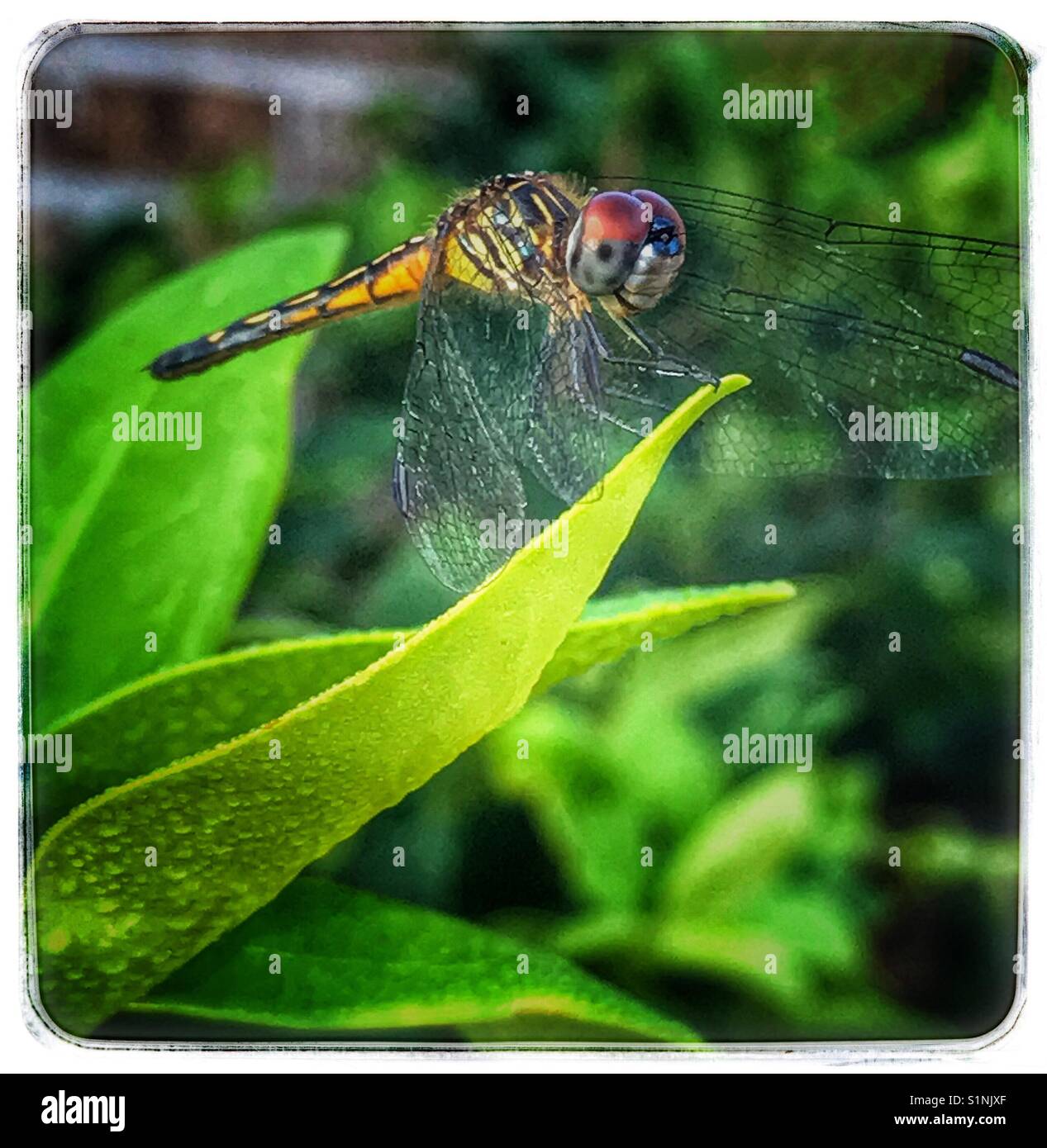 A female Blue Dasher dragonfly perched on a leaf, Pachydiplax ...