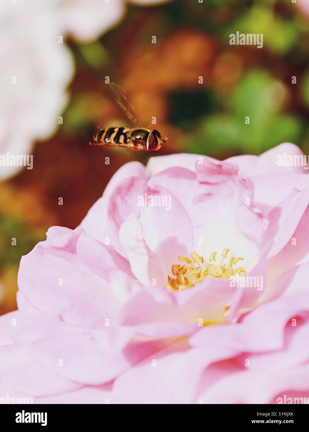 Landing - Smartphone Captured Stock Image